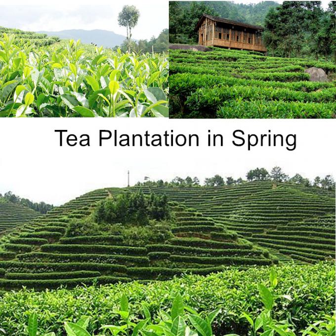 Urinate Smoothly And Anti Fatigue Biluochun Tea Pan Firing And Rolling By Hand