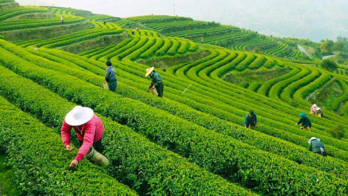 Curved Shape Organic Green Tea Long Jing Green Tea Pan - Frying Processing