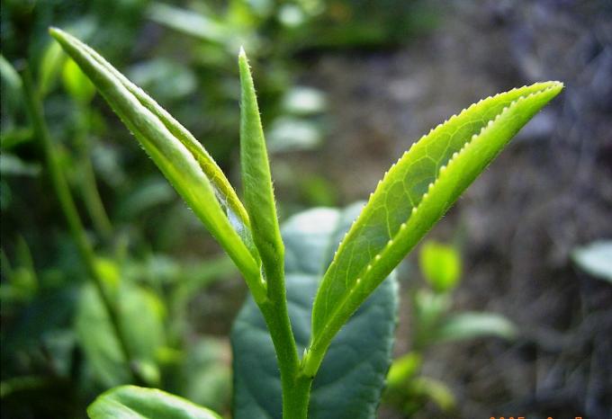 Fermented Processing Organic Green Tea West Lake Longjing Tea Flat Leaves